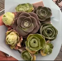 s*w様 新入荷　グリーノビア　ミックス7苗　アエオニウム　 多肉植物