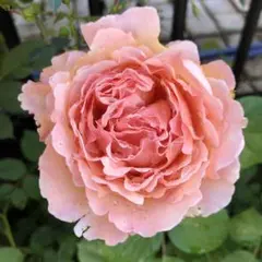 四季咲き薔薇イングリッシュローズ【◯◯ド◯◯ーニュ】【挿し木用