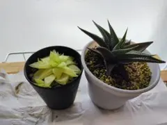 2026年最新】アガベ棚の人気アイテム - メルカリ