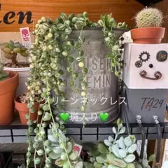 グリーンネックレス 斑入り 3カット