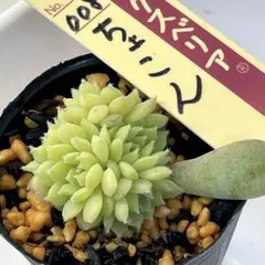 2026年最新】葉挿しの人気アイテム - メルカリ