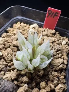 81h 多肉植物　ハオルチア　ダビディ錦白糊斑IB1670 自家繁殖　鉢植え発送 81h 多肉植物 ハオルチア ダビディ錦白糊斑IB1670 自家繁殖 鉢植え発送