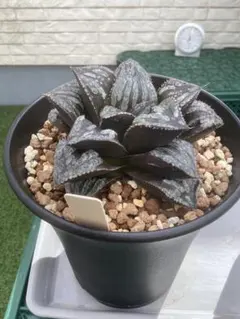 チレコドン ワリチー No.002 鉢、送料込 メルカリ便 チレコドン