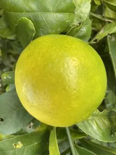 プリン様　専用レモン発送時朝摘み　無農薬　15個