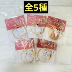 わんこのタイムカプセル　全5種　コンプリートセット