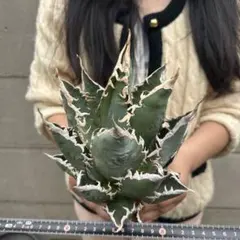 アガベ チタノタ「海王」三頭群生 荒々白縁 強棘鋭牙 厚葉ワイルド