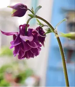 もみじ様 リクエスト 2点 まとめ商品