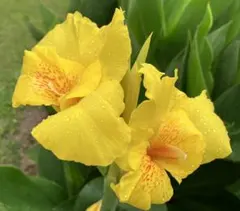 梅子様 リクエスト 2点 まとめ商品