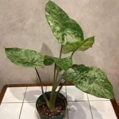 Shino Himaruプロフ一読必須様 リクエスト 2点 まとめ商品