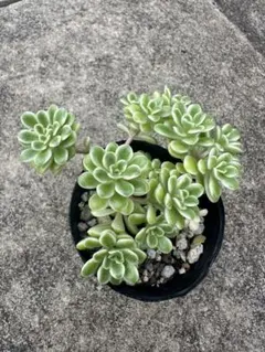 多肉植物 抜き苗 浜万年草錦 セダム - メルカリ
