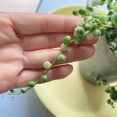 多肉植物　斑入りグリーンネックレス　ミモザ　カット苗