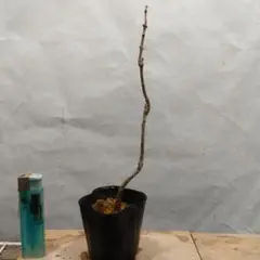 みかん様 リクエスト 2点 まとめ商品