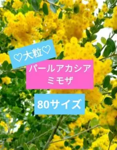 パールアカシア　パールミモザ　ミモザ　フレッシュ