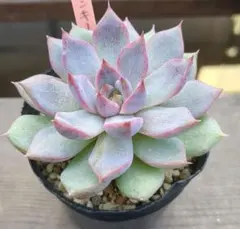 多肉植物 ロウルサンコさん 毒りんご - メルカリ