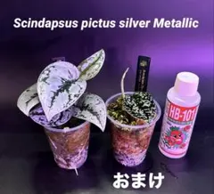 2026年最新】スキンダプサス トリカラー ダークフォームの人気アイテム