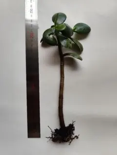 多肉植物 クラッスラ属 金の成る木 抜き苗約2０cm　１本　おまけ子株２本のサムネイル