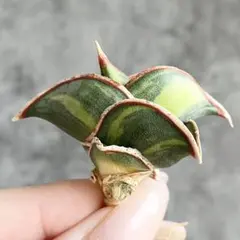 2026年最新】サンスベリア ロリダの人気アイテム - メルカリ