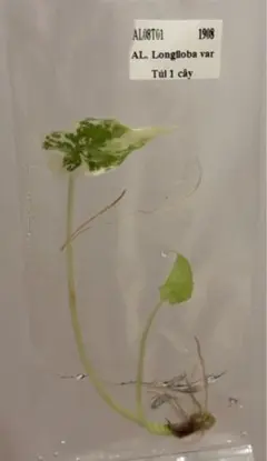 hinanami様 リクエスト 5点 まとめ商品