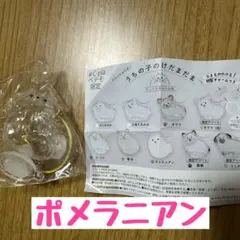 うちの子けだまだま　犬　ポメラニアン　シープラ　ペテモ