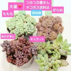 琥珀様 リクエスト 2点 まとめ商品