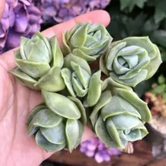 ラブリーローズ錦 抜き苗 多肉植物 1苗 - メルカリ