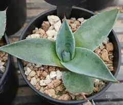 アガベ パリートランカータA 実生株 約25cm アガベ パリー トランカータ | mana's farm:塊根植物・アガベ・ドライ