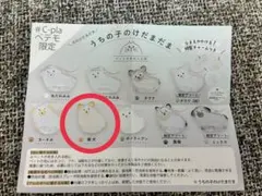 うちの子のけだまだま　犬　柴犬