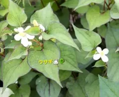 midoriko様 リクエスト 2点 まとめ商品