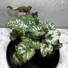 レイニル様 リクエスト 7点 まとめ商品