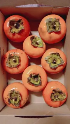 新鮮なオレンジ色の柿 8個入り