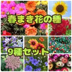 春まき花の種9種セット　夏咲く花　お得 12種セットあり