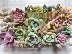 多肉植物 カット苗詰め合わせ 寄せ植えセット 《74》 エケベリア 多肉弁当