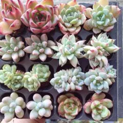 セール品！！　【メルカリ便】 　安心の根付き　韓国苗　寄せ植え用セット　多肉植物のサムネイル