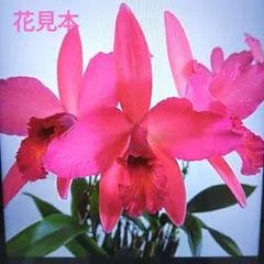 カトレア ガーデニング