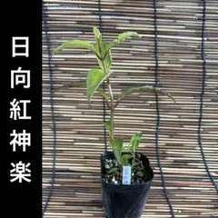 6/5〜発送 九重紫紅 ポットごと 山アジサイ 紫陽花 ヤマアジサイ