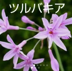 もぐ様 リクエスト 3点 まとめ商品