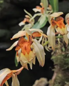 Coelogyne assamica セロジネ　アッサミカのサムネイル