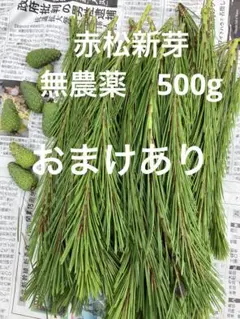 数量限定特価！】富山県産 無農薬黒松赤松青ぼっくり500g - メルカリ
