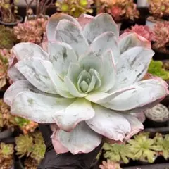 kucoco様 リクエスト 3点 まとめ商品