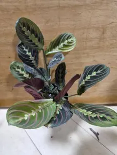 新入荷！【 カラテア ヴィーチアナ 】 希少観葉植物 - メルカリ