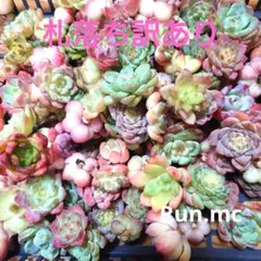 ②多肉植物エケベリア❗札落ち訳あり苗❗