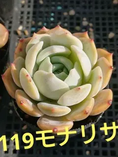 2025年最新】その他多肉植物の人気アイテム - メルカリ