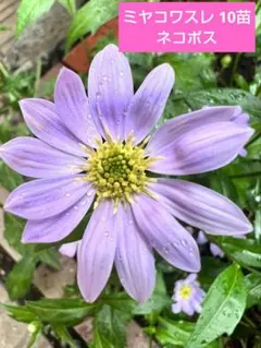 ヤギさん様 リクエスト 2点 まとめ商品