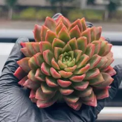 official⭐︎トゲトゲ様 リクエスト 5点 まとめ商品