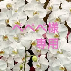 こちらは、専用です❣️