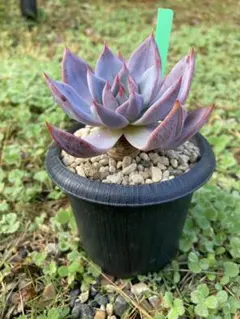 多肉植物　エケベリア　ラレガ　木立ち　極美苗
