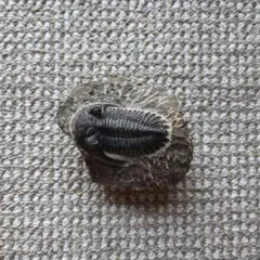 三葉虫のサムネイル
