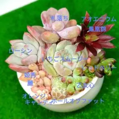 多肉植物カット小苗寄せ植えセット （6㌢鉢使用）