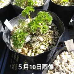 青森県産クマガイソウ（クリ−ム色)―1株 - メルカリ