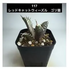 2025年最新】ゴリ猫の人気アイテム - メルカリ